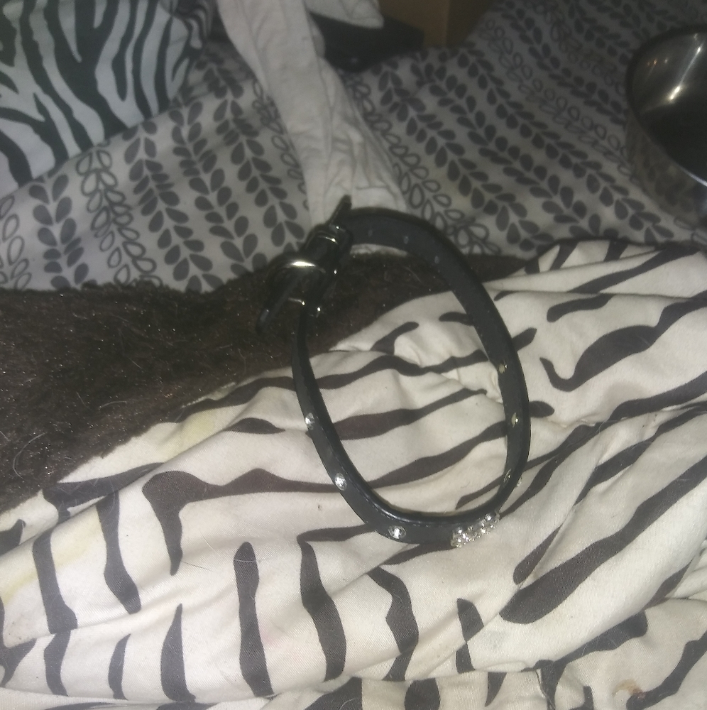 Nice brand new black dog collar for sale